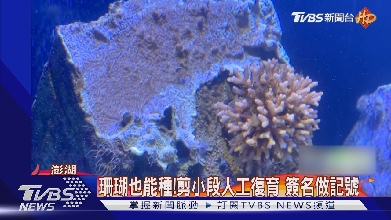珊瑚也能種!剪小段人工復育 簽名做記號