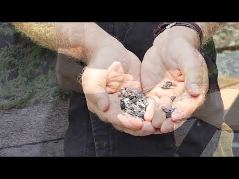 Mulching Options for Young Trees