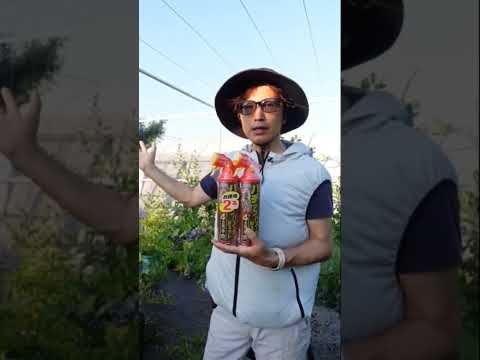 アシナガバチのドミヌルス