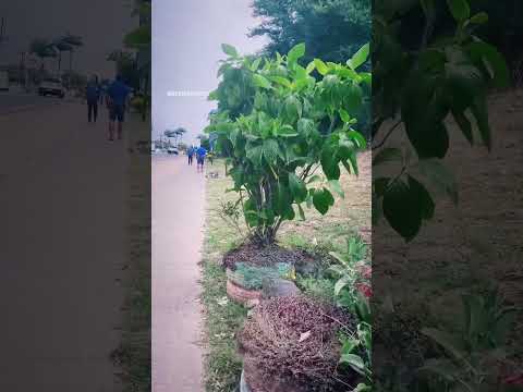 Dia tranquilo em Itororó Bahia