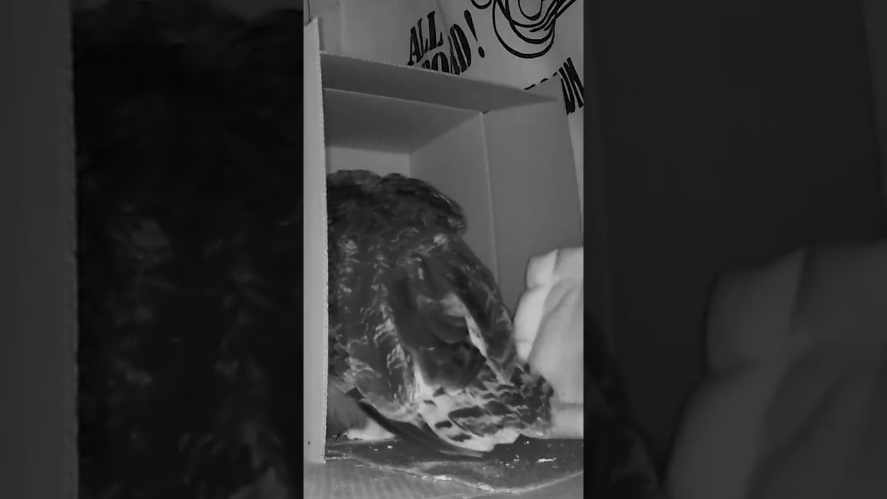 ダンボールとフクロウ(〇v〇)