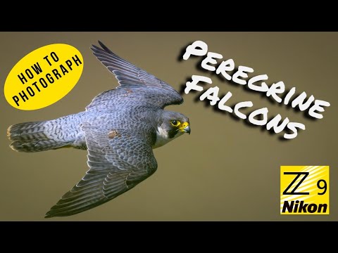 Photographing Peregrine Falcons