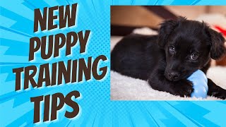New Puppy Parents? Start With These Training Tips!