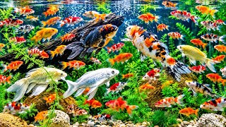 Download lagu 🐟 Beautiful Koi Fish Aquarium | Colorful Underwater Paradise mp3