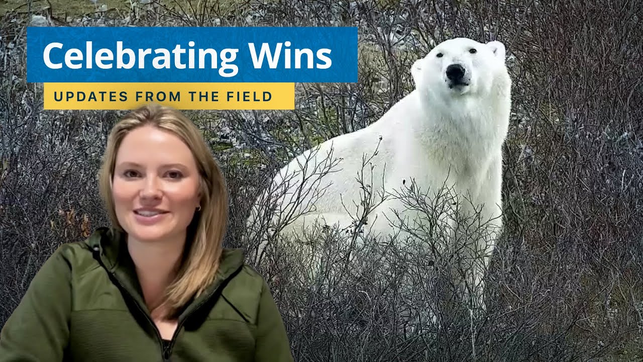 A Celebration of Polar Bears — Updates from the Field | Tundra Connections 2025