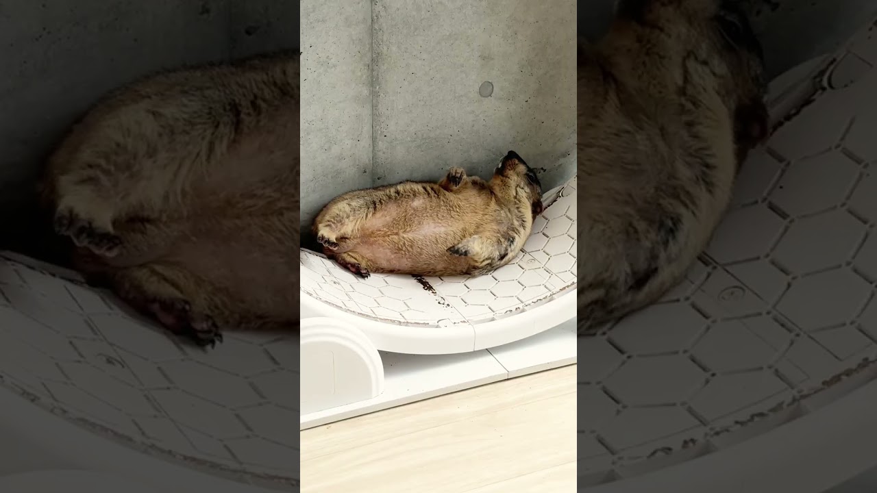 A running wheel… or a hammock? #marmot #mamochi #shorts