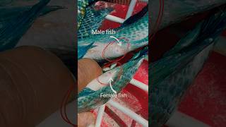 Download lagu How to recognize male female fish #shorts #how #video mp3
