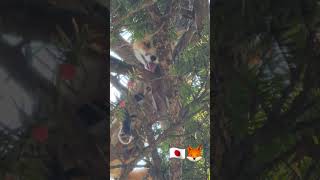 Japanese Fox....in a tree? #japan #fox #nature