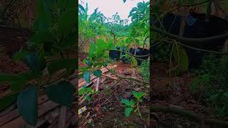 Download lagu Alpukat 1th panen #bibit #bibitalpukatnonbiji #alpukat #storywa #alpukatviral mp3