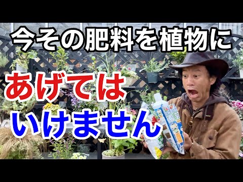 果樹の春に肥料を与える