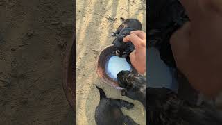 Gaddi Kutta Puppies Videos