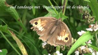 preview picture of video 'De vlinders van Natuurtuin de Weerkamp te Eibergen'