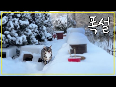 폭설이 내린 마당, 길 잃은 고양이들이 새로 입주했습니다.