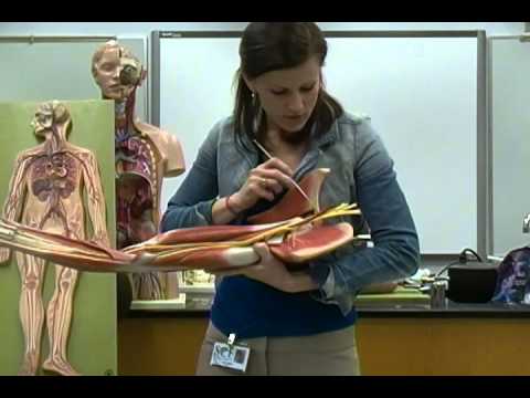 Anatomy and Physiology Lab: Blood Vessels Part 1: Arteries