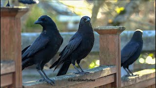 Sunlight Hits A Crow Just Right
