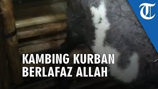Ditawar Berkali-kali Tapi Tidak Dijual, Inilah Penampakan Kambing Kurban Berlafaz Allah di Tangerang