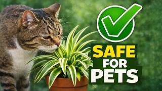 10 Houseplants That Are Safe for Pets