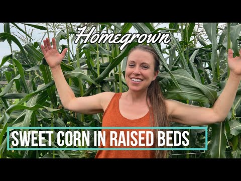 You Can Grow Lots of Sweet Corn in Raised Beds