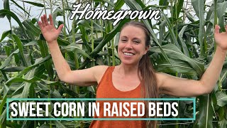 You Can Grow Lots of Sweet Corn in Raised Beds