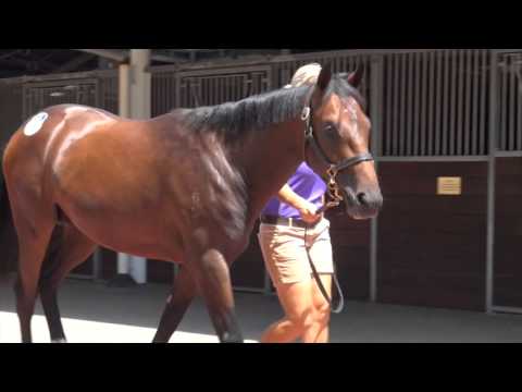 2016 Sydney Classic Casino Prince x Petroica Colt To Be Trained By Chris Munce