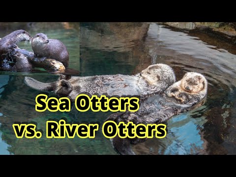 ラッコとカワウソ: 見分ける方法???