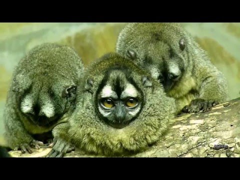 Видео-обзор: Durukuli (night monkey)