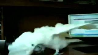 Parrot Mosh to Clear Convictions