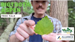 Tree Talk: Bigtooth Aspen