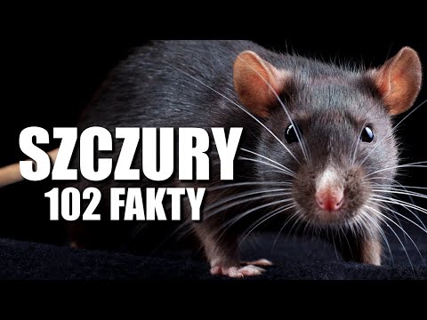 SZCZURY 102 FAKTY