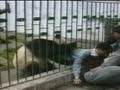 ARCHIVE CLASSIC: Angry panda attacks man and steals his jacket