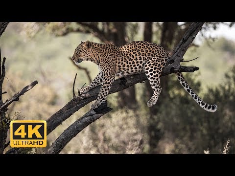 Wild Botswana - 4K