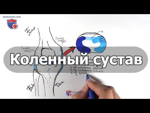 Анатомия коленного сустава - meduniver.com