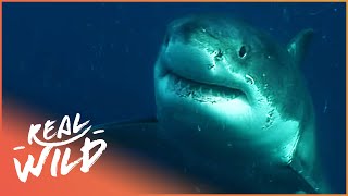 Nearly Bitten In Half By A Great White Shark | Human Prey | Real Wild