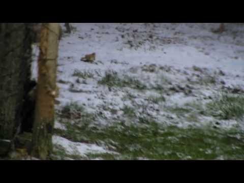 [WAD]HD™ - Ennyi hó jutott Pest környékére.. (2014.01.25.)