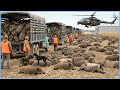 Wild Boar Hunting How Farmers Trap Process Millions Of Wild Hogs Wildlife Documentary