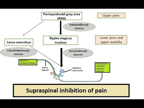 Endogenous Opioid System- Supraspinal inhibition of pain