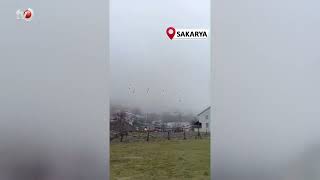 Göç Yolculuğundaki Leylekler Sakarya'da Mola Verdi