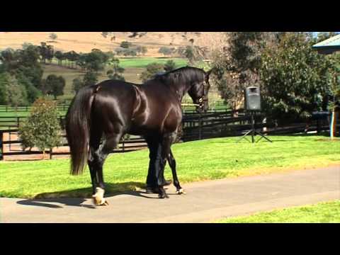 More Than Ready stallion Pluck at Vinery Stud