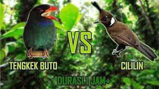Download lagu Masteran Tengkek Buto VS Cililin durasi 1 jam mp3 Download lagu Masteran Tengkek Buto VS Cililin durasi 1 jam mp3