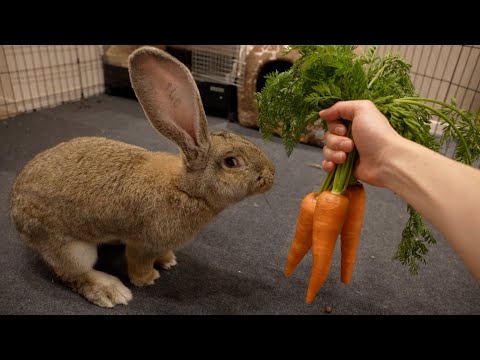 メスのウサギがウサギを食べる理由 メスのウサギがウサギを食べる理由