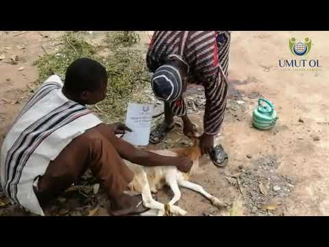 Kurban Çalışmaları Afrika - 2020