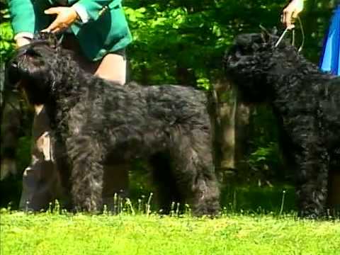 Bouvier Des Flandres - AKC Dog Breed Series