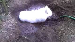 White dog in a mud puddle