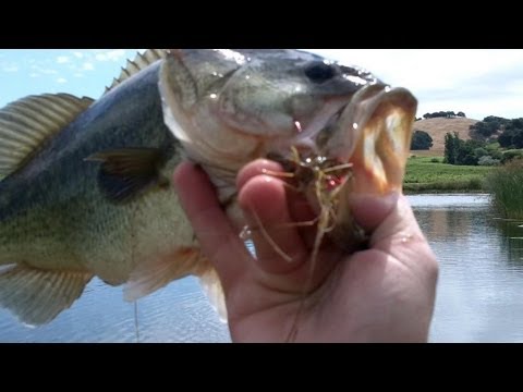 Fat Topwater Bass on the Lunker Lizard – Pond Bass Fishing