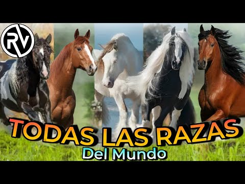 Get to know ALL the Horse Breeds in the World!