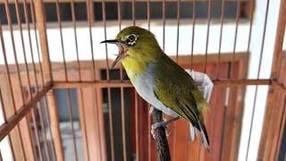 Download lagu PLECI BUXTONI GUNKAR TEMBAKAN ISTIMEWA VOLUME    mp3