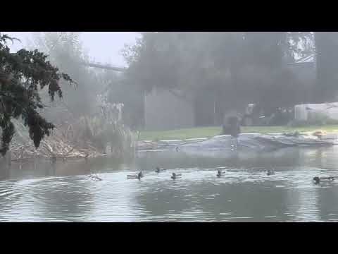 22  Foggy Morning Mallards   IMG 0296