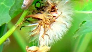 Pauvre (poet) Rutebeuf, (! Sad Song !), Nana Mouskouri & Alain Delon