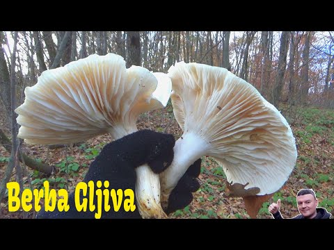 Berba Gljiva - Decembar  - Suha Puževica - Hygrophorus penarius
