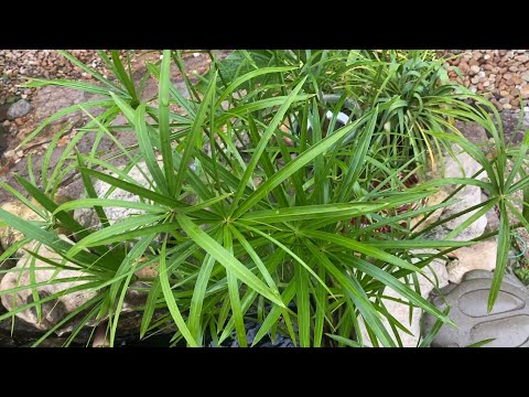 Cyperus Papyrus